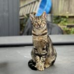 Chat tigré assis sur la couverture rigide fermée d'un spa extérieur