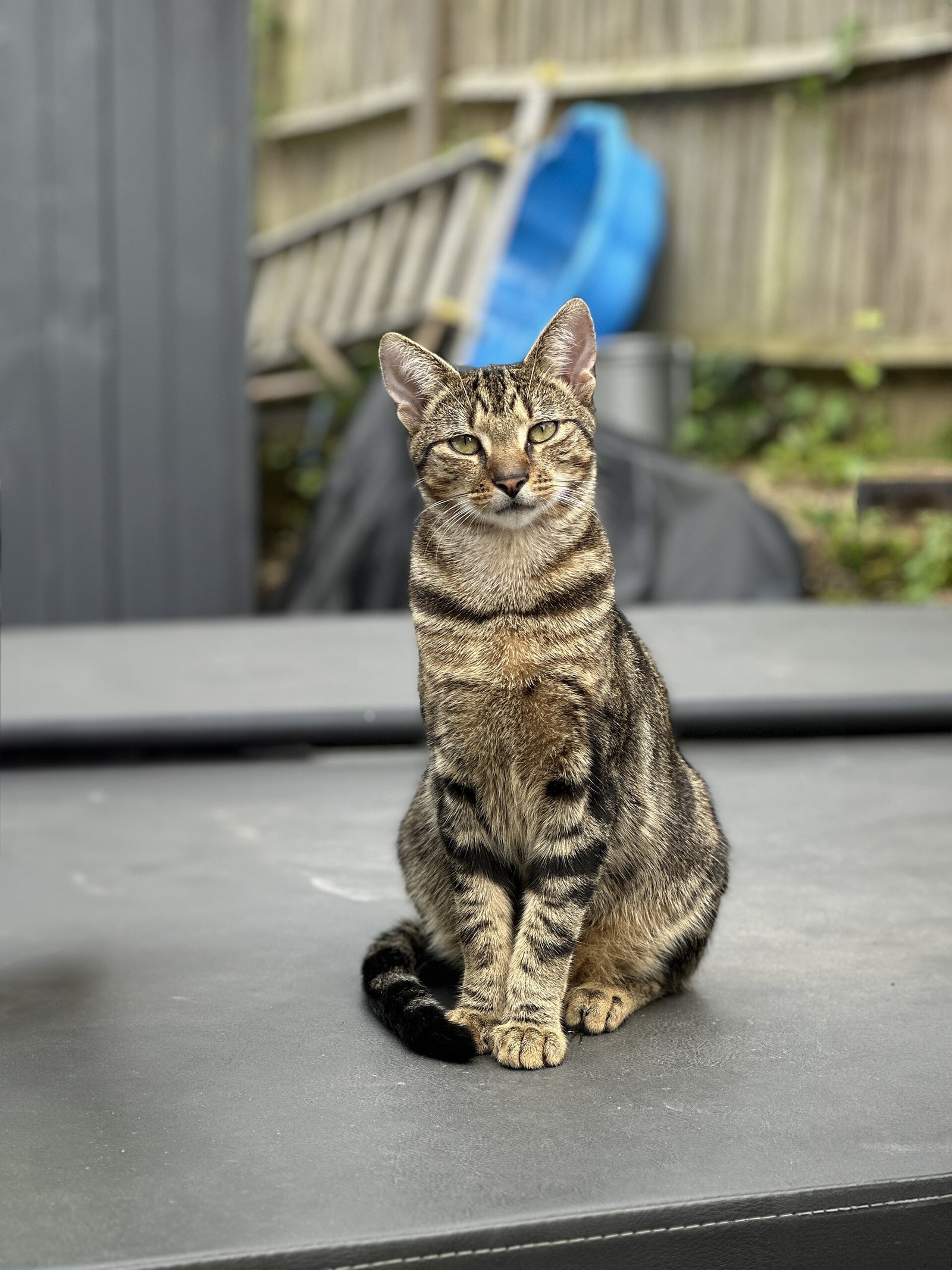 Chat tigré assis sur la couverture rigide fermée d'un spa extérieur